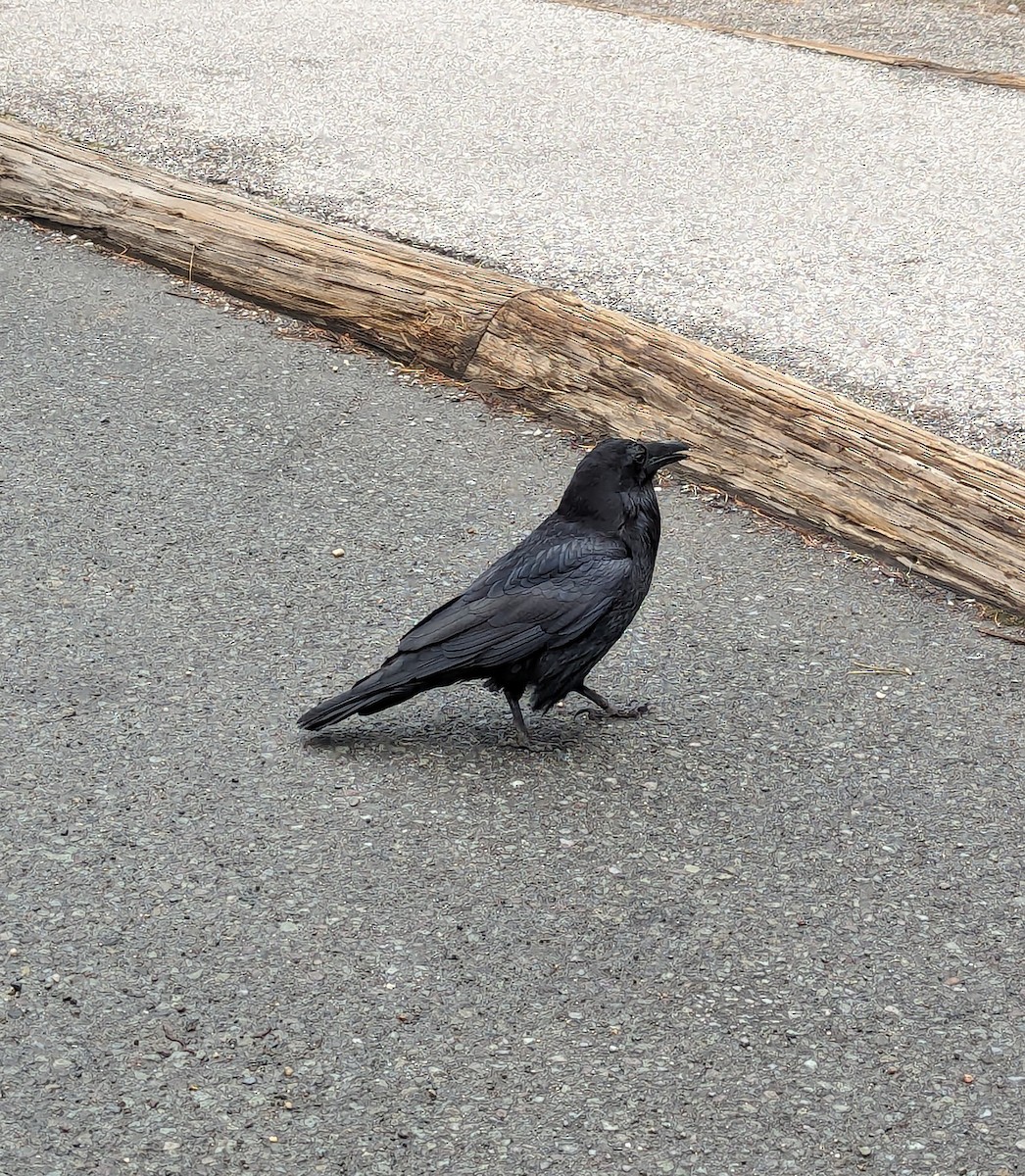 Common Raven - Jack N