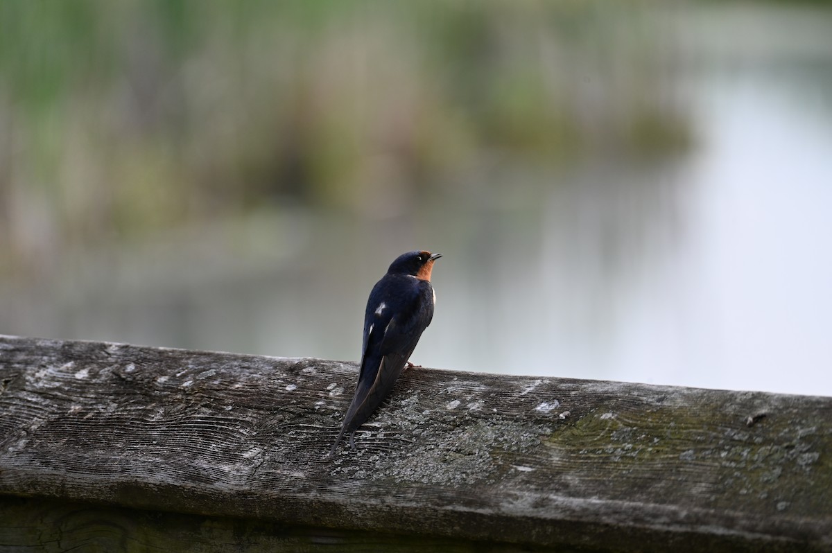 Barn Swallow - Nicolle and H-Boon Lee