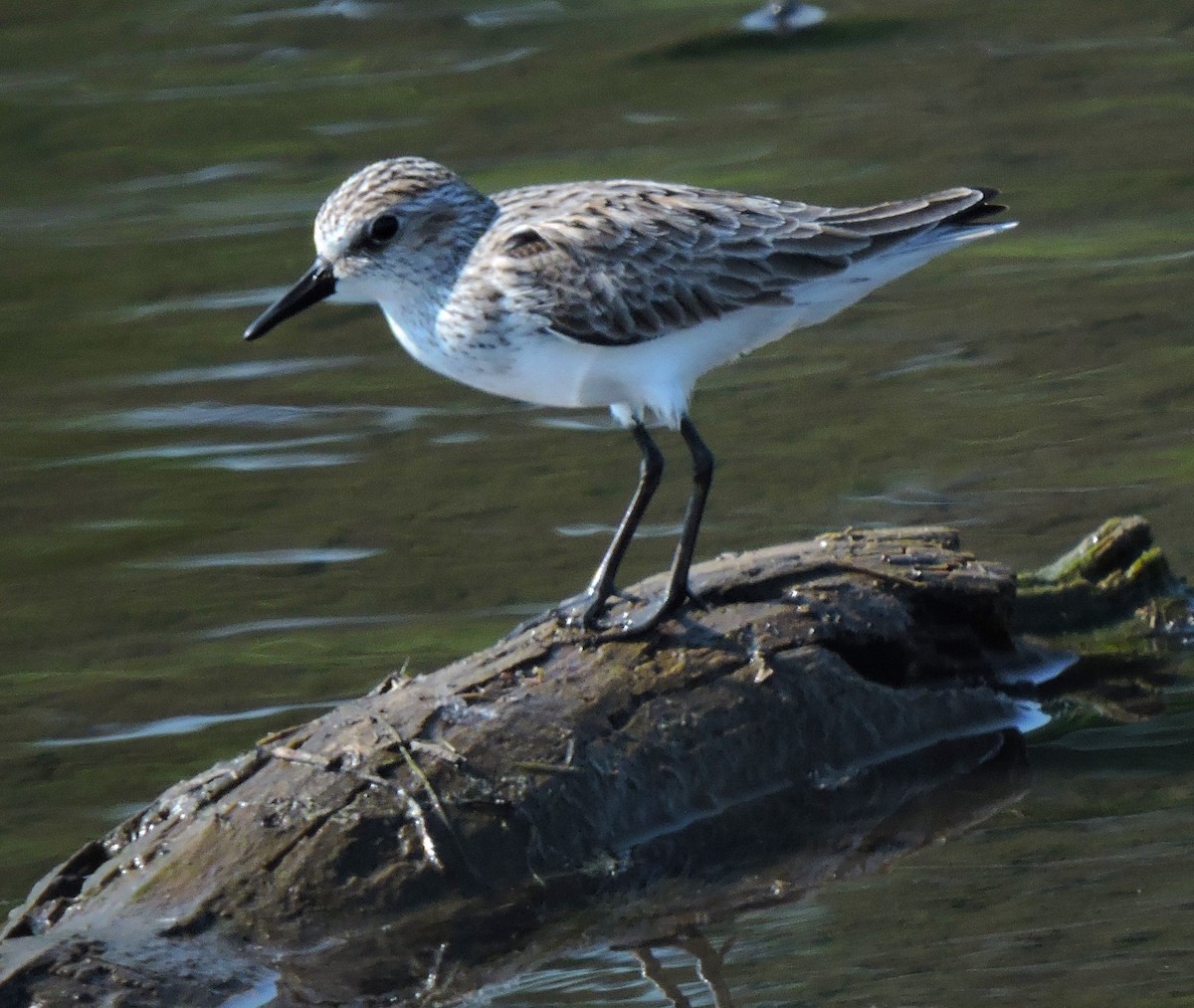 Semipalmated Sandpiper - Eric Michael