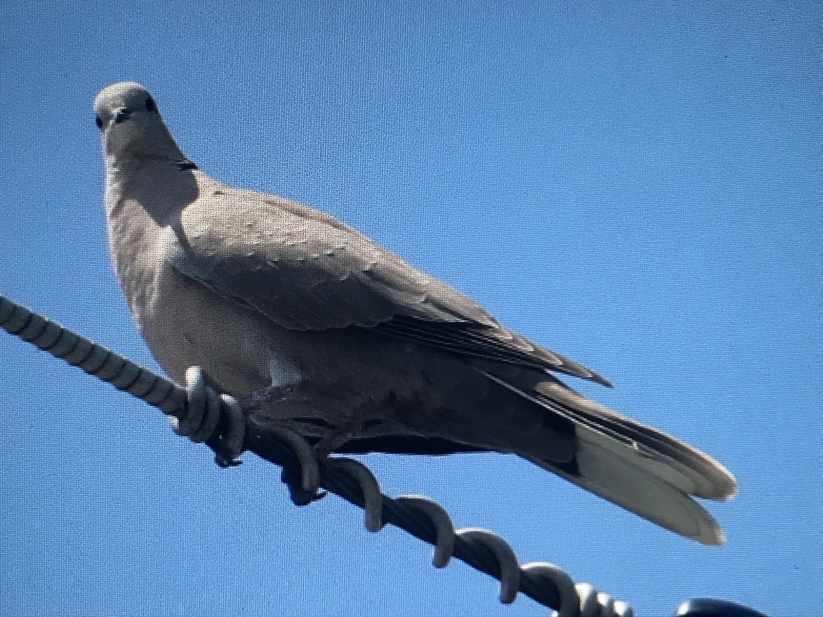 Eurasian Collared-Dove - Jason Horn