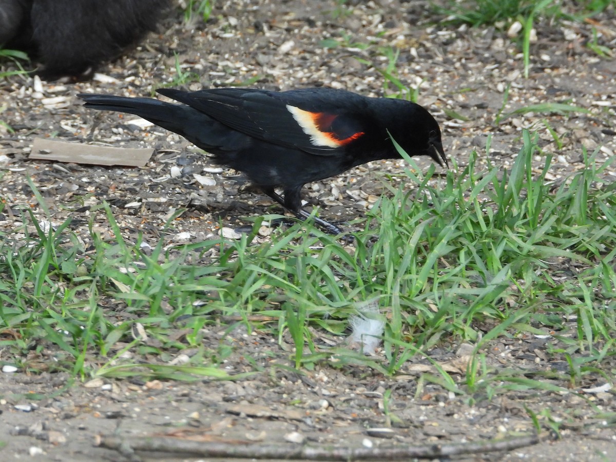 Red-winged Blackbird - George Koppel