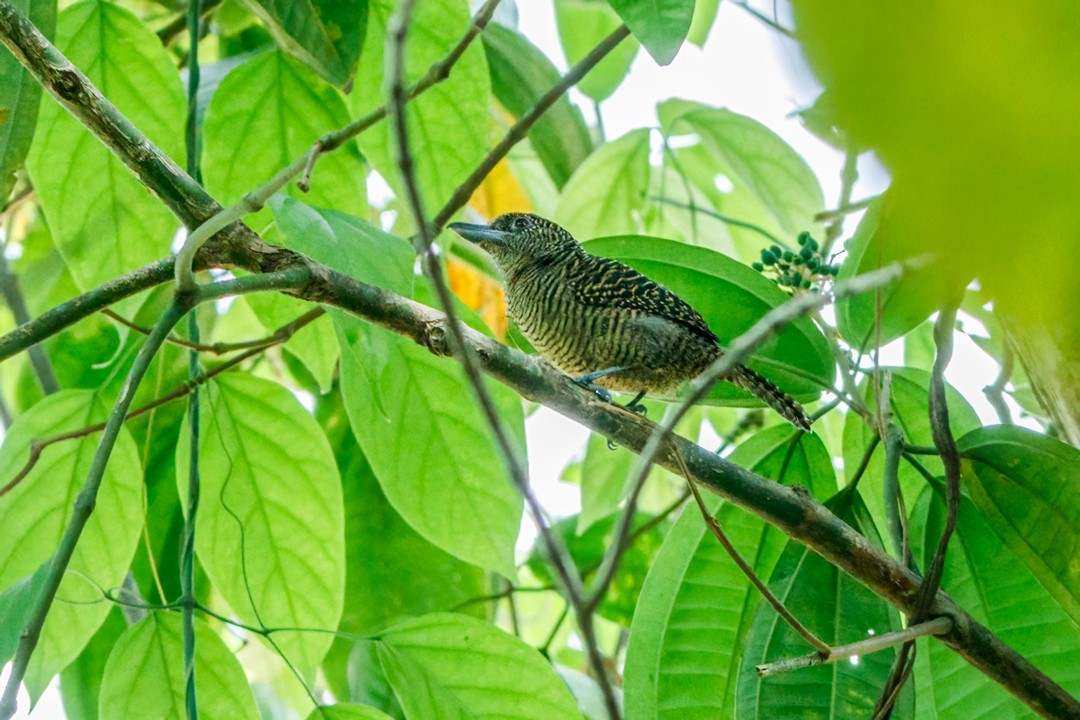 Fasciated Antshrike - Sergio Romero