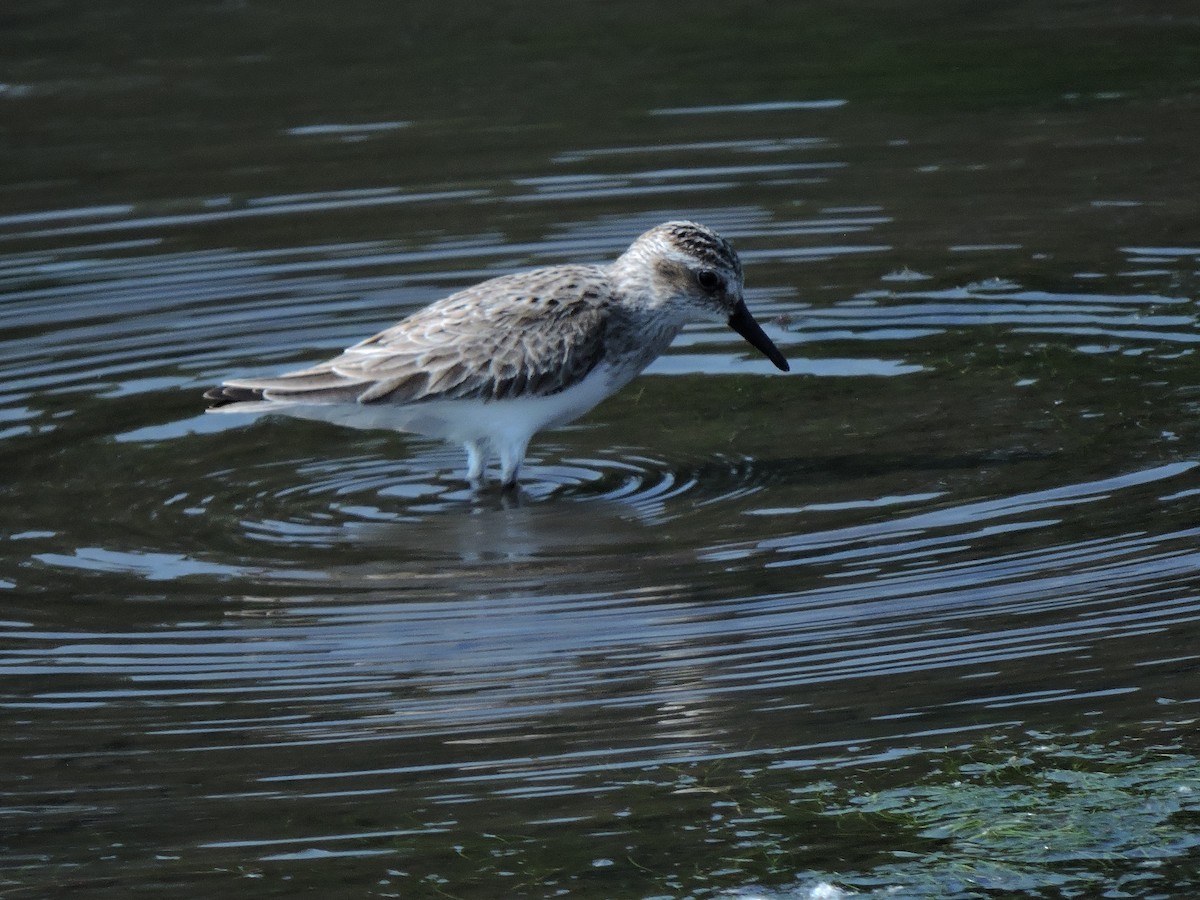 Semipalmated Sandpiper - Eric Michael