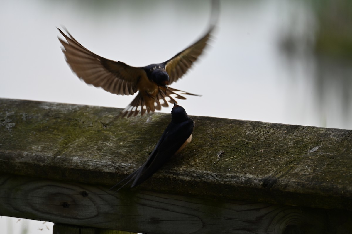 Barn Swallow - Nicolle and H-Boon Lee