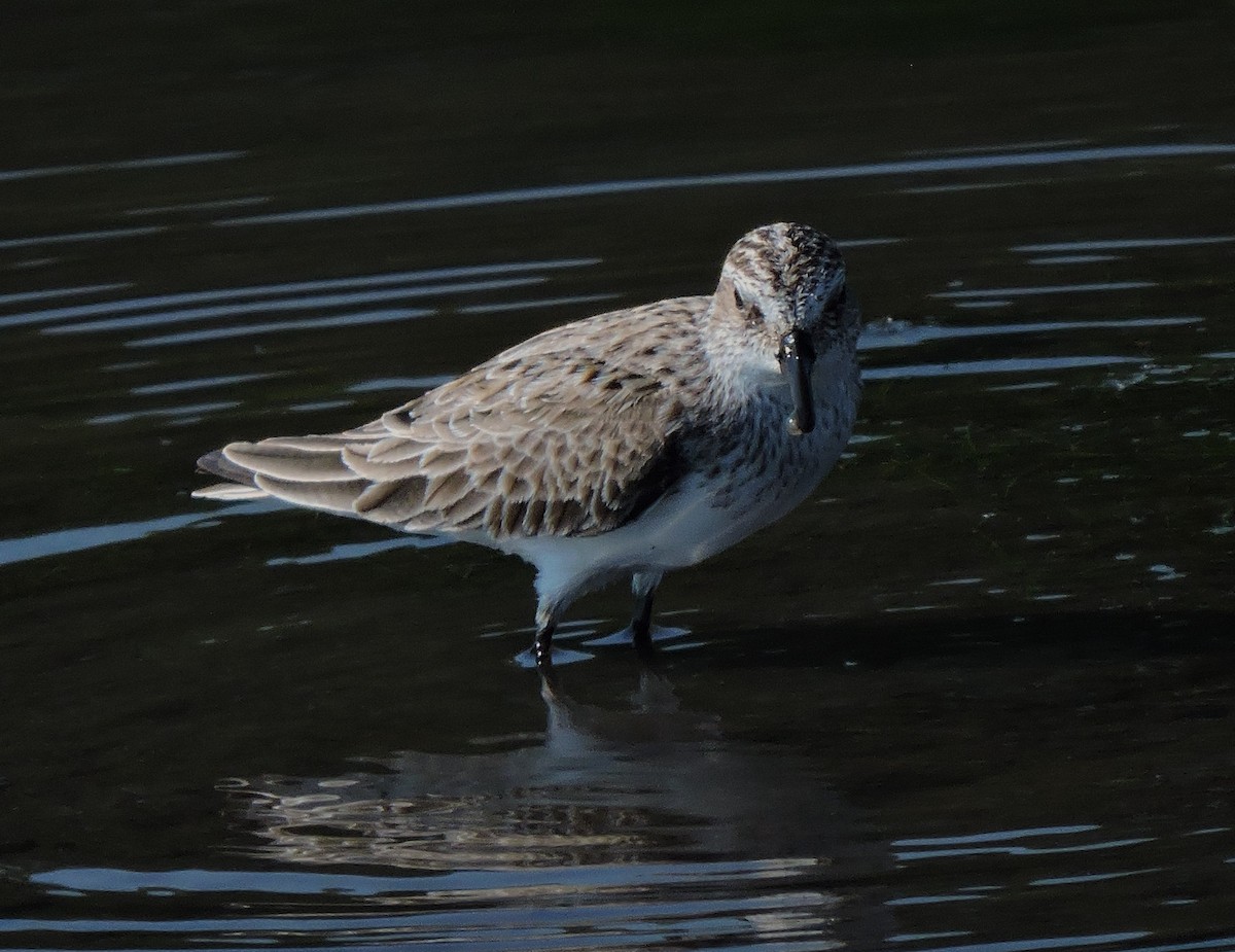 Semipalmated Sandpiper - Eric Michael