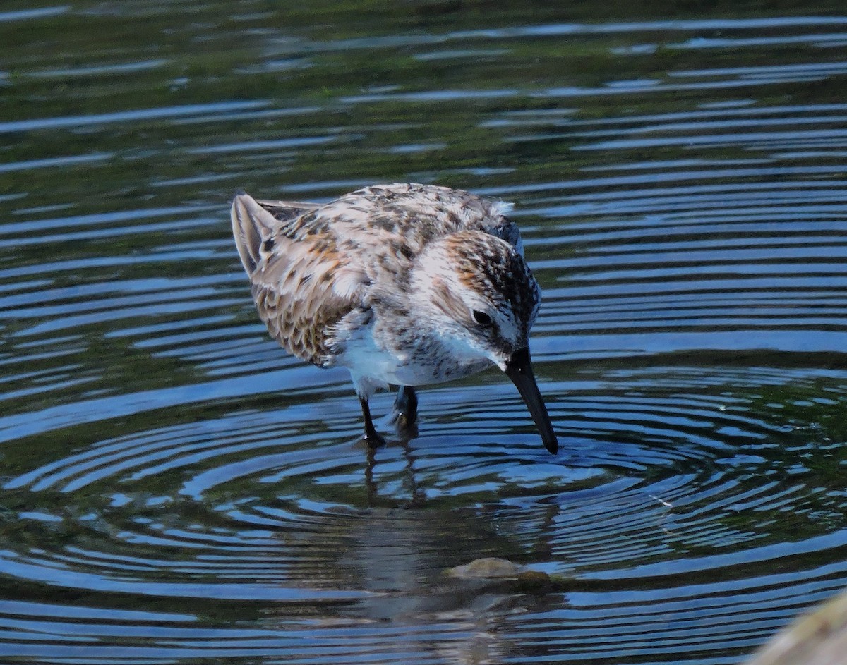 Semipalmated Sandpiper - Eric Michael