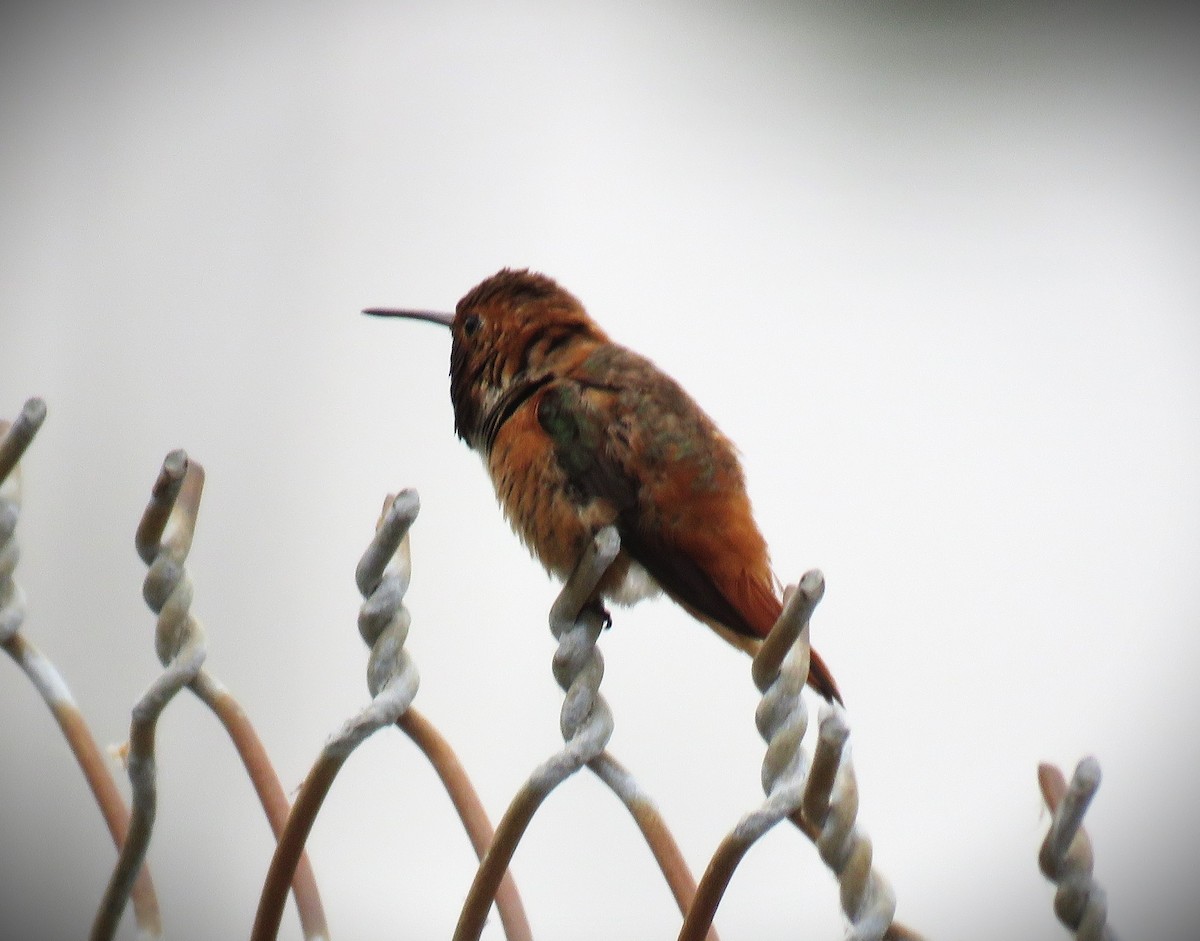 Allen's Hummingbird - Michael Long