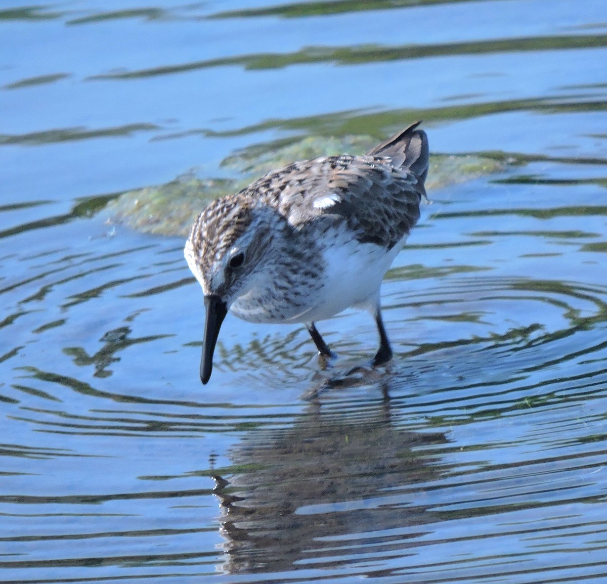 Semipalmated Sandpiper - Eric Michael