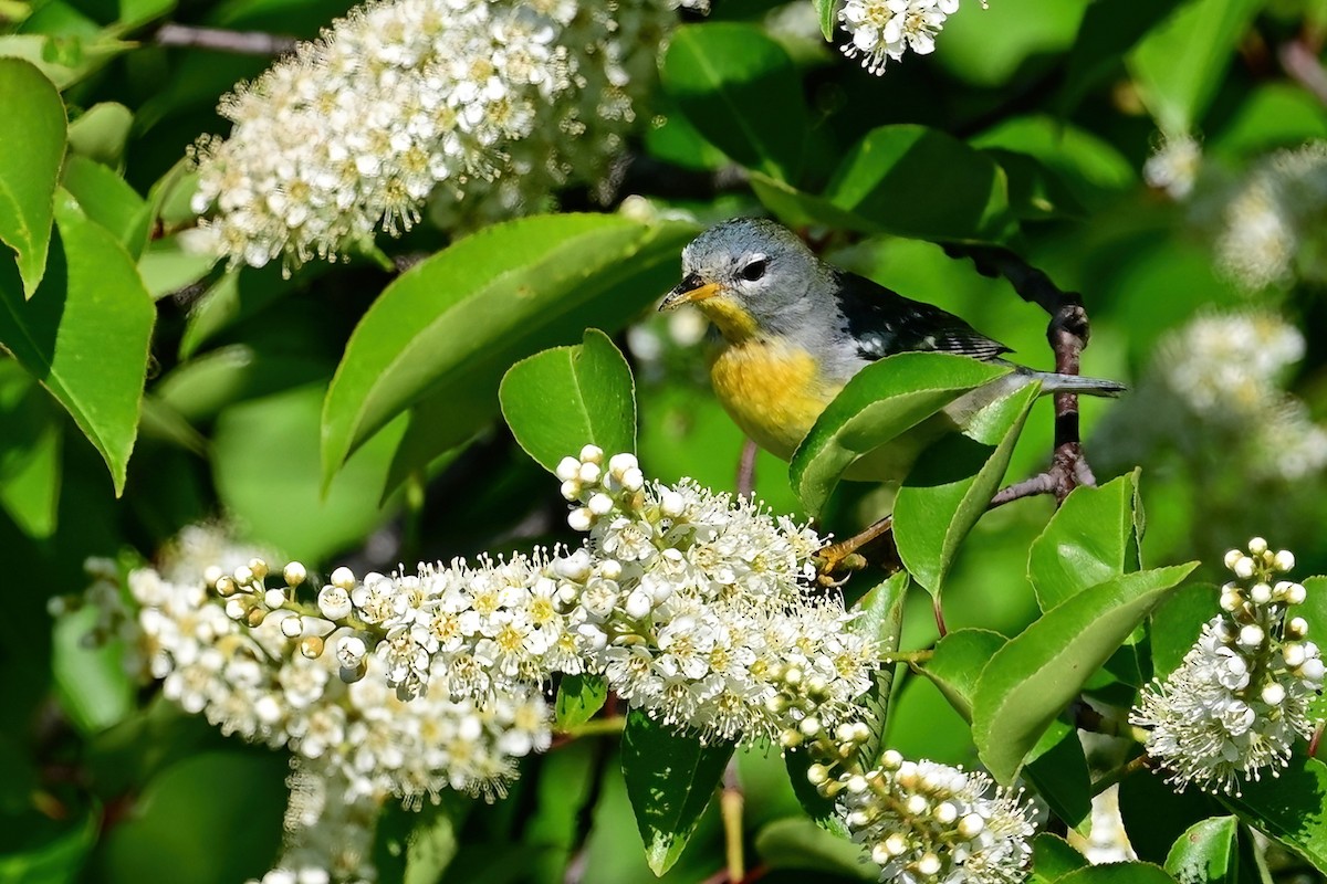 Northern Parula - Eileen Gibney