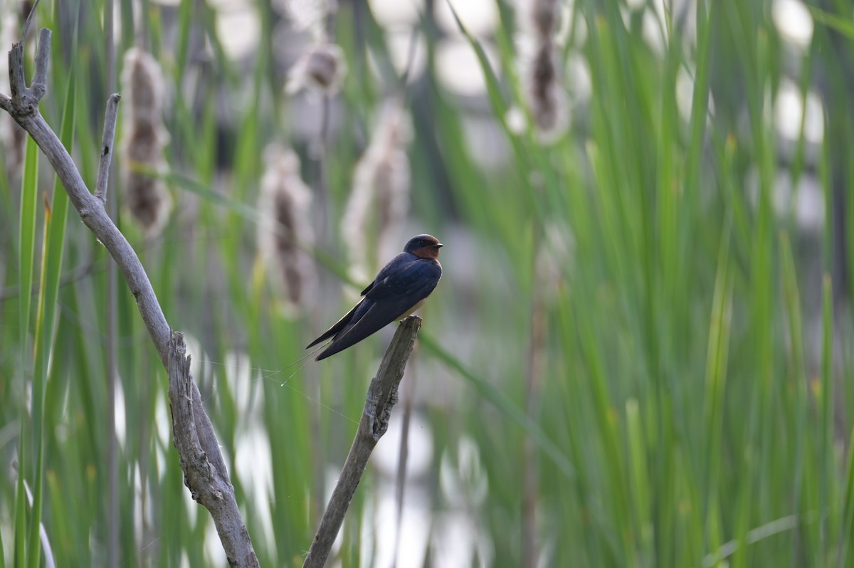 Barn Swallow - Nicolle and H-Boon Lee