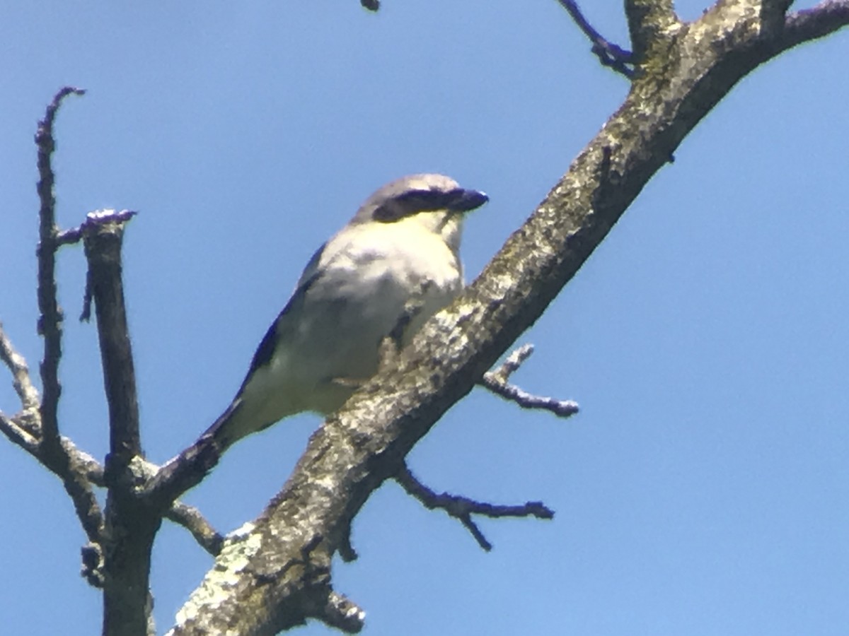 Loggerhead Shrike - Jason Horn