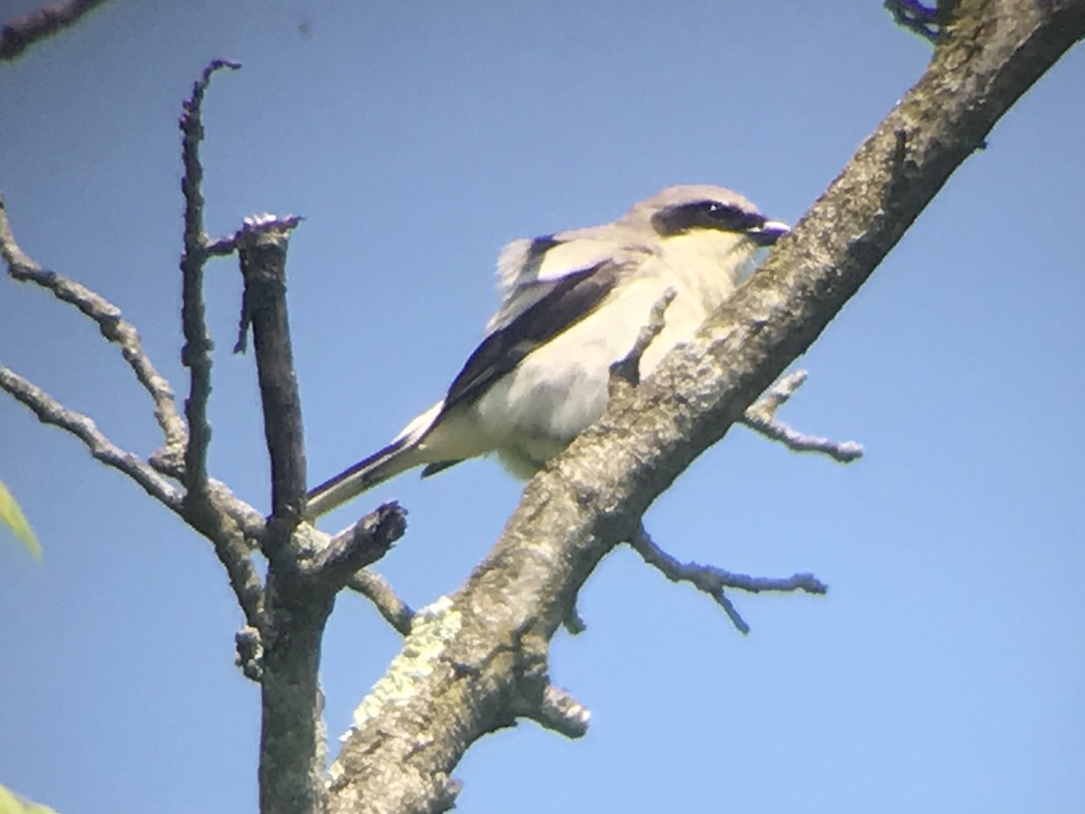 Loggerhead Shrike - ML619469249