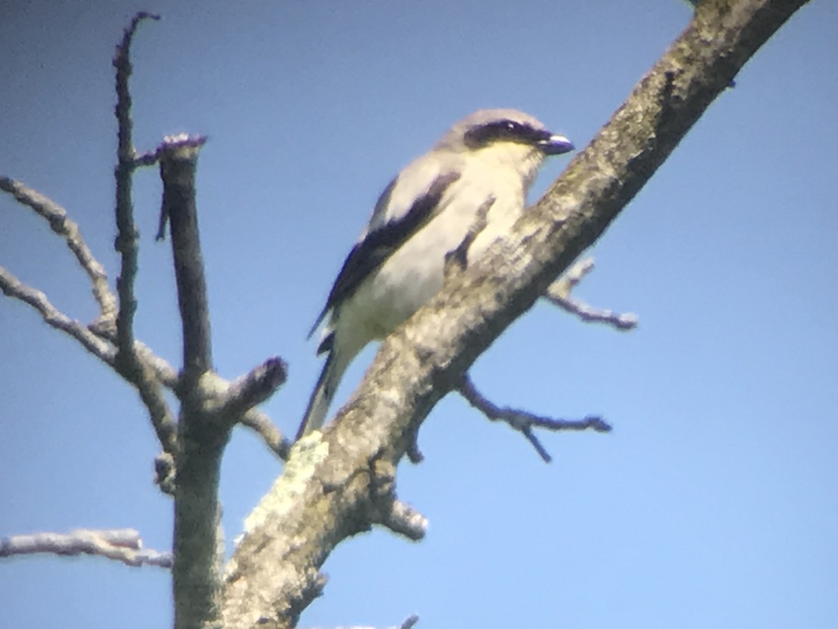 Loggerhead Shrike - Jason Horn