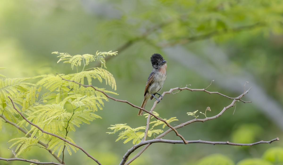 Rose-throated Becard - Rolando Tomas Pasos Pérez