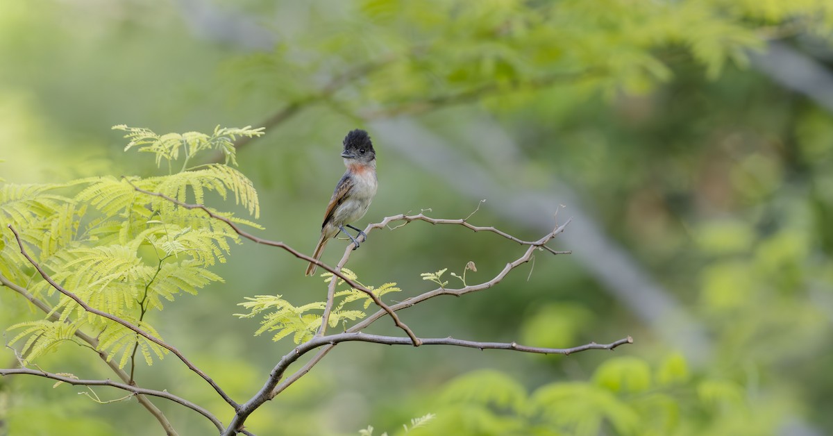 Rose-throated Becard - Rolando Tomas Pasos Pérez