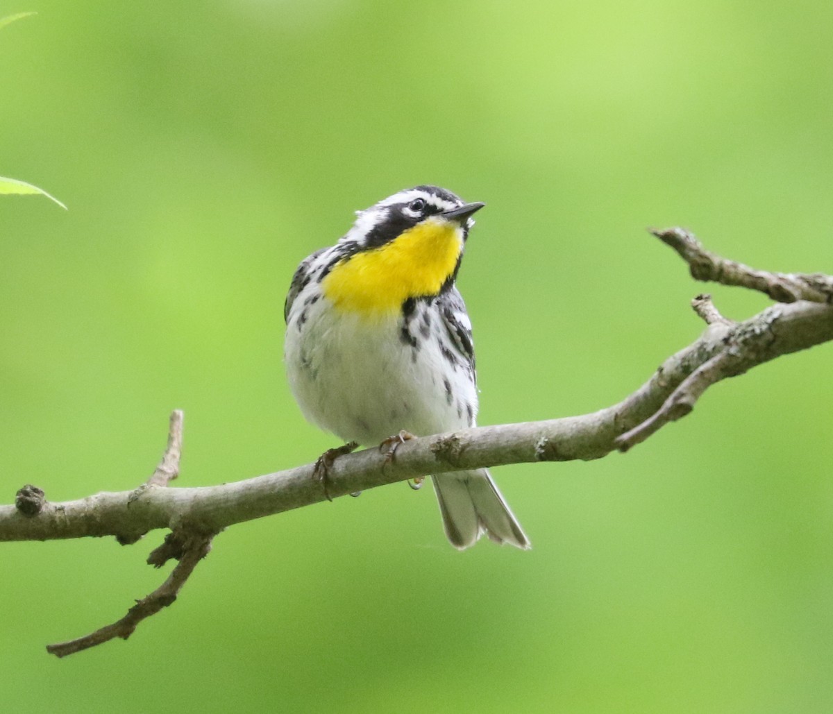 Yellow-throated Warbler - Bobby Brown