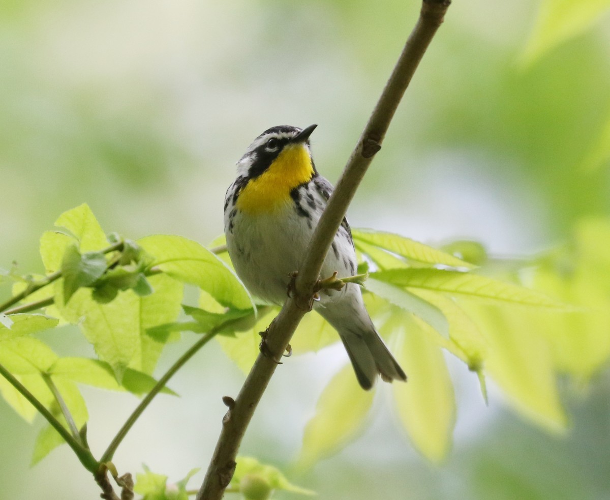 Yellow-throated Warbler - Bobby Brown