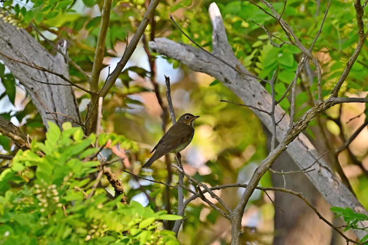 Swainson's Thrush - Eileen Gibney