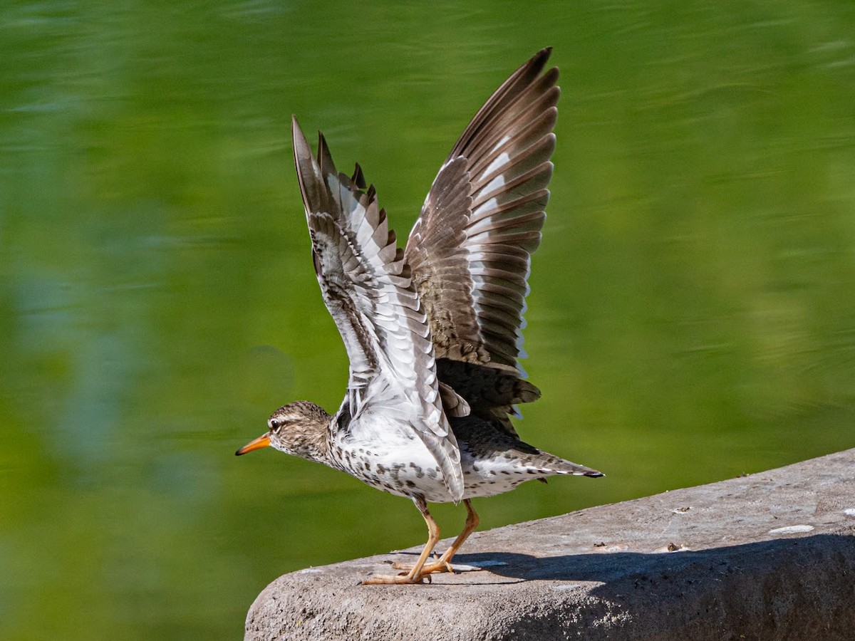 Spotted Sandpiper - Kurt Buzard