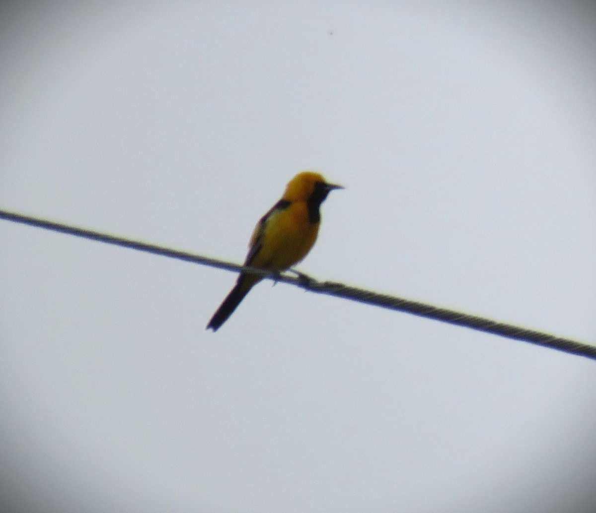 Hooded Oriole (nelsoni Group) - Michael Long