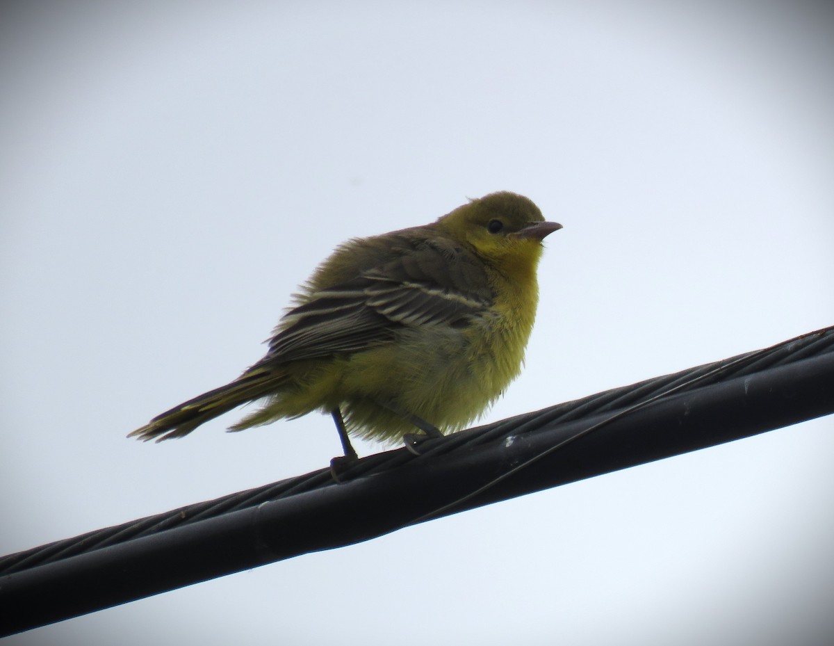 Hooded Oriole (nelsoni Group) - Michael Long