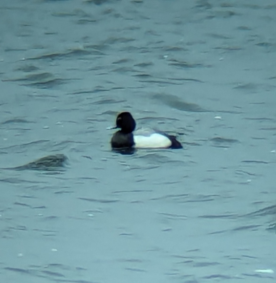 Lesser Scaup - Jack N