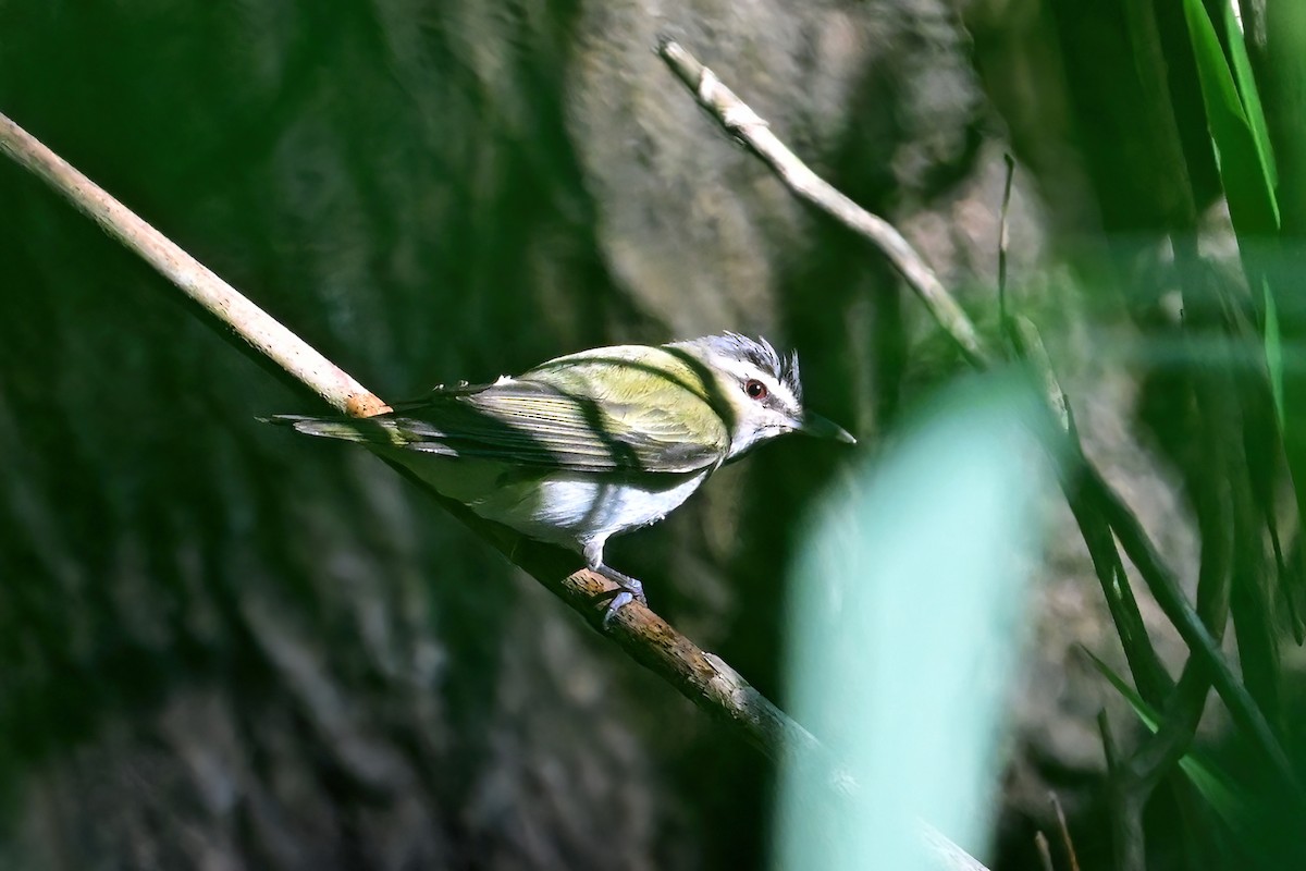 Red-eyed Vireo - Eileen Gibney