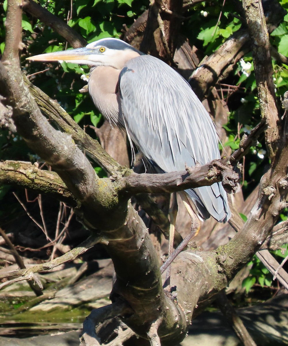 Great Blue Heron (Great Blue) - Randy Shonkwiler