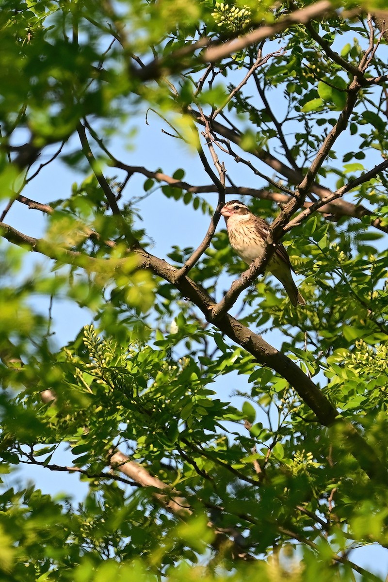 Cardinal à poitrine rose - ML619469289