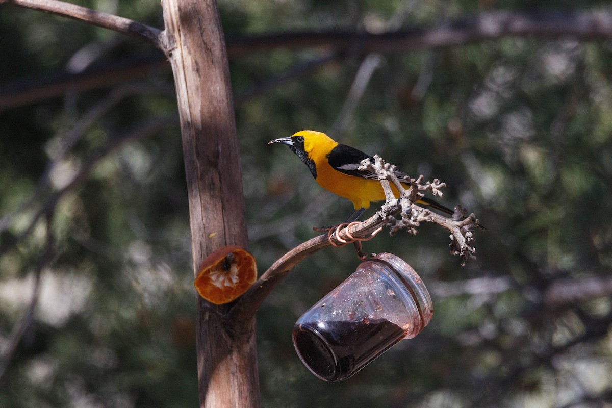 Hooded Oriole - Kenny Younger