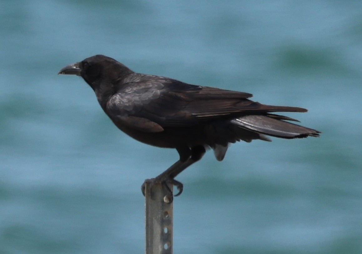 American Crow - burton balkind