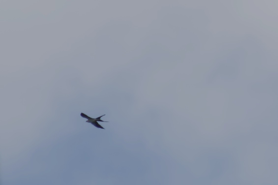 Swallow-tailed Kite - Tibbett Speer