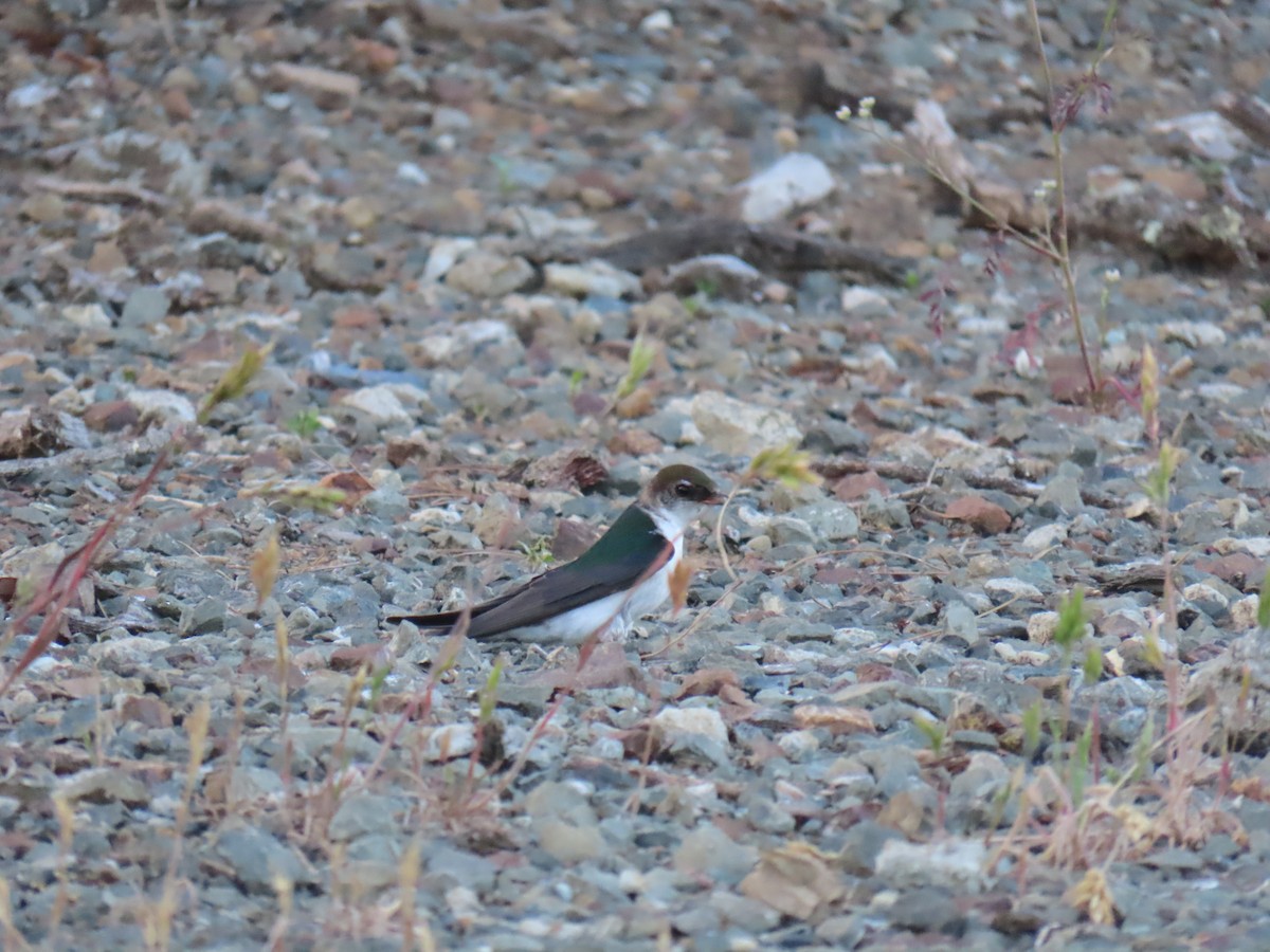 Violet-green Swallow - Erica Rutherford/ John Colbert