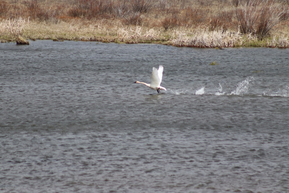 Trumpeter Swan - ML619469311