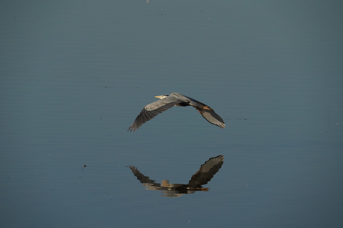 Great Blue Heron - Shea Dettling