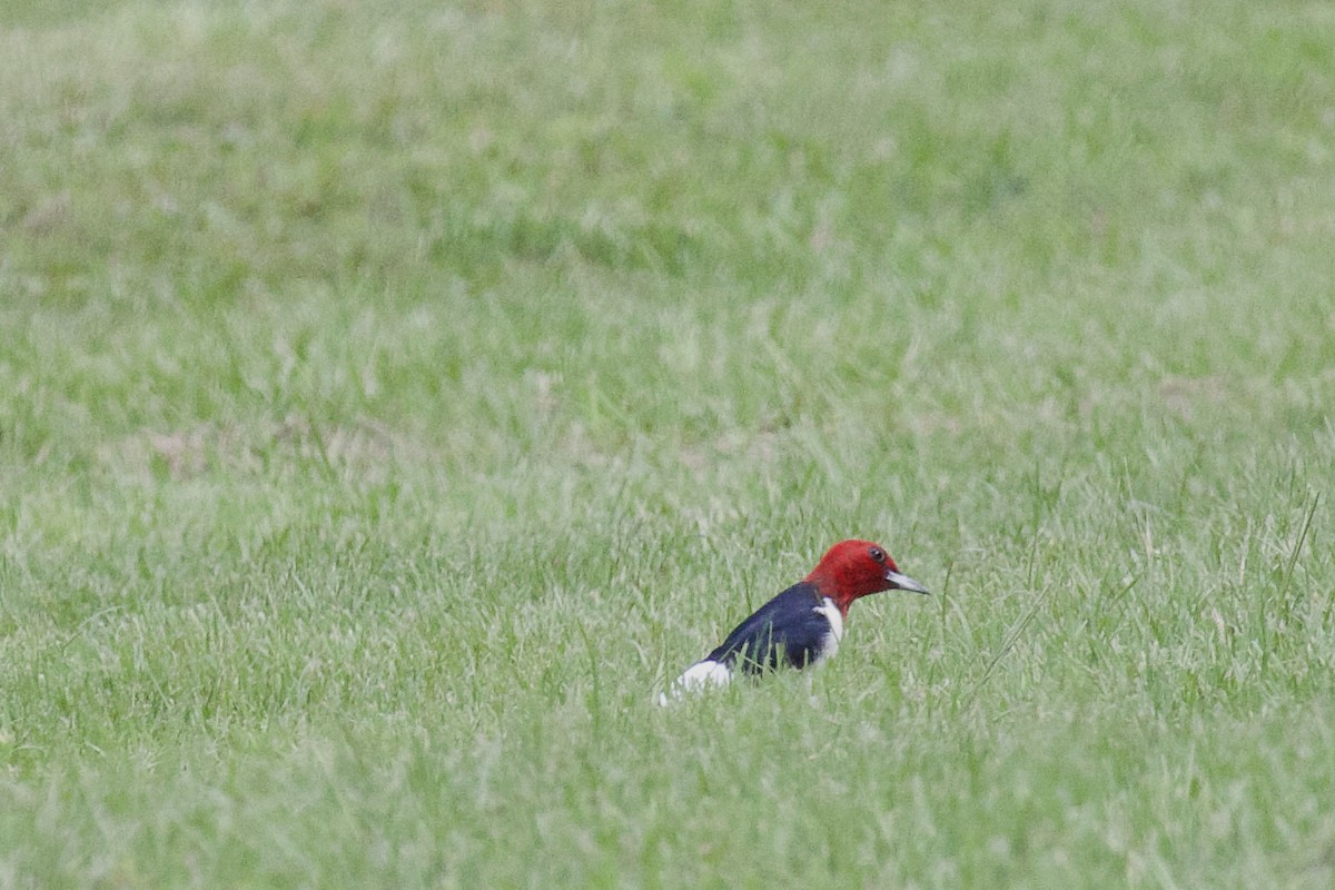 Red-headed Woodpecker - Tibbett Speer