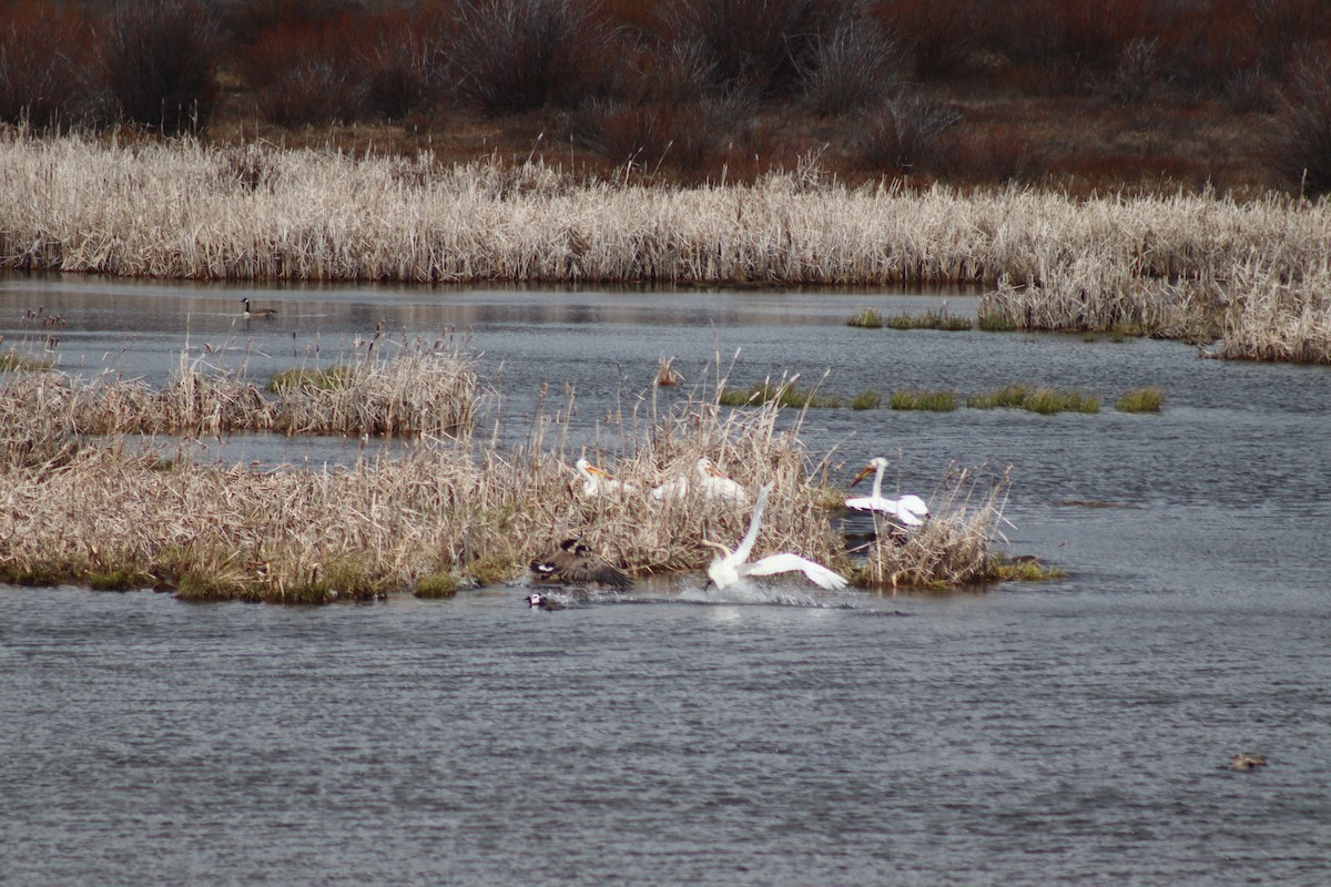 Trumpeter Swan - Mark Kamprath