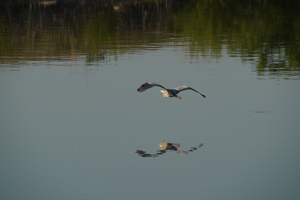 Great Blue Heron - Shea Dettling