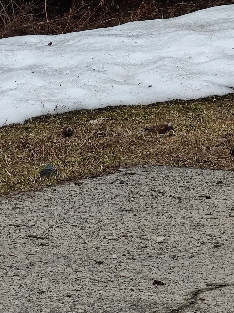 Gray-crowned Rosy-Finch - ML619469324