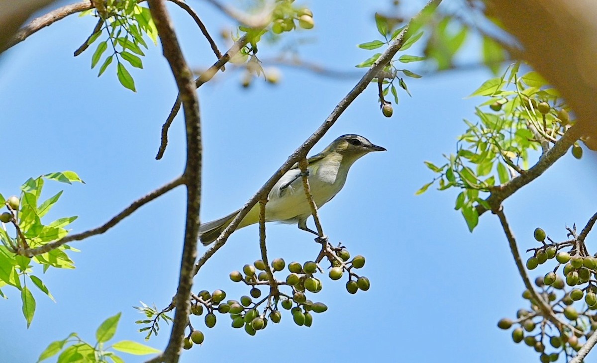 Red-eyed Vireo - Rolando Tomas Pasos Pérez