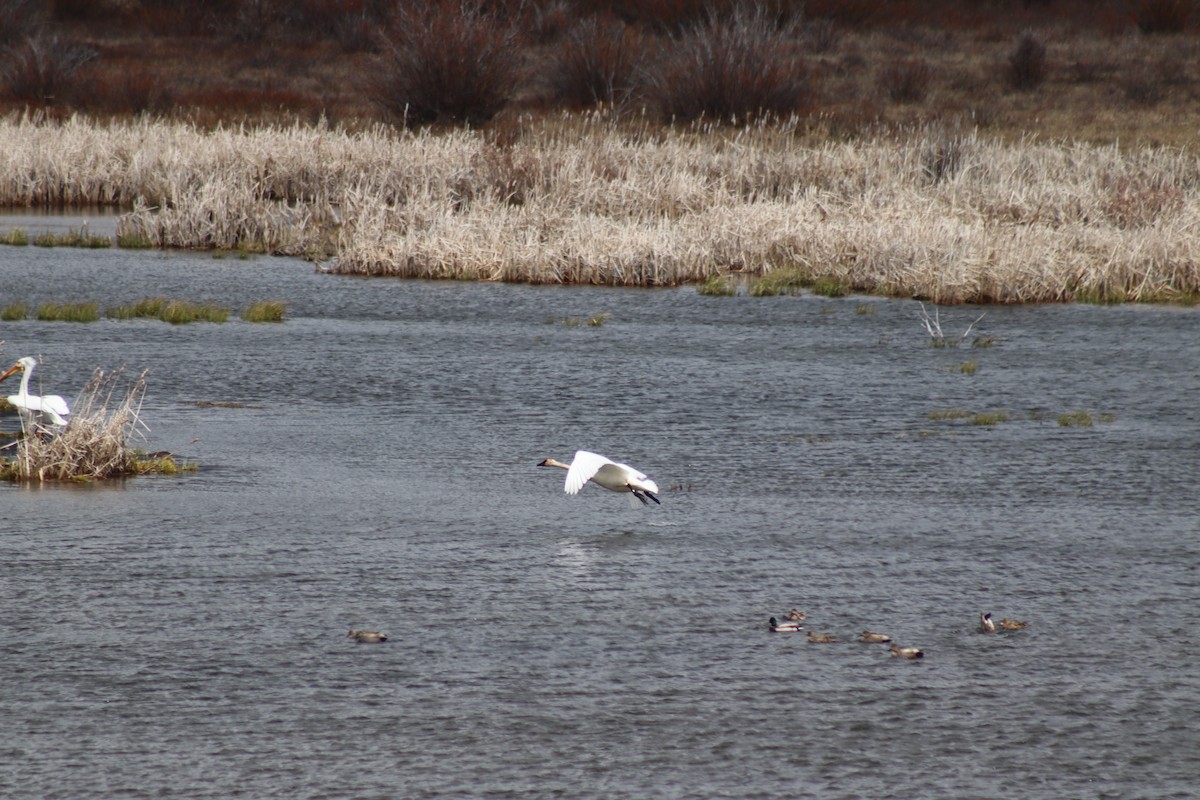 Cygne trompette - ML619469331