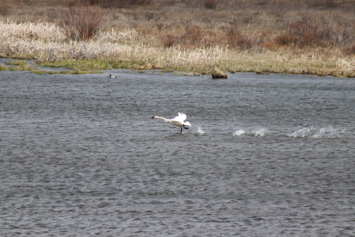 Trumpeter Swan - ML619469332