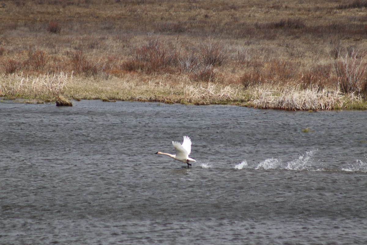 Cisne Trompetero - ML619469334