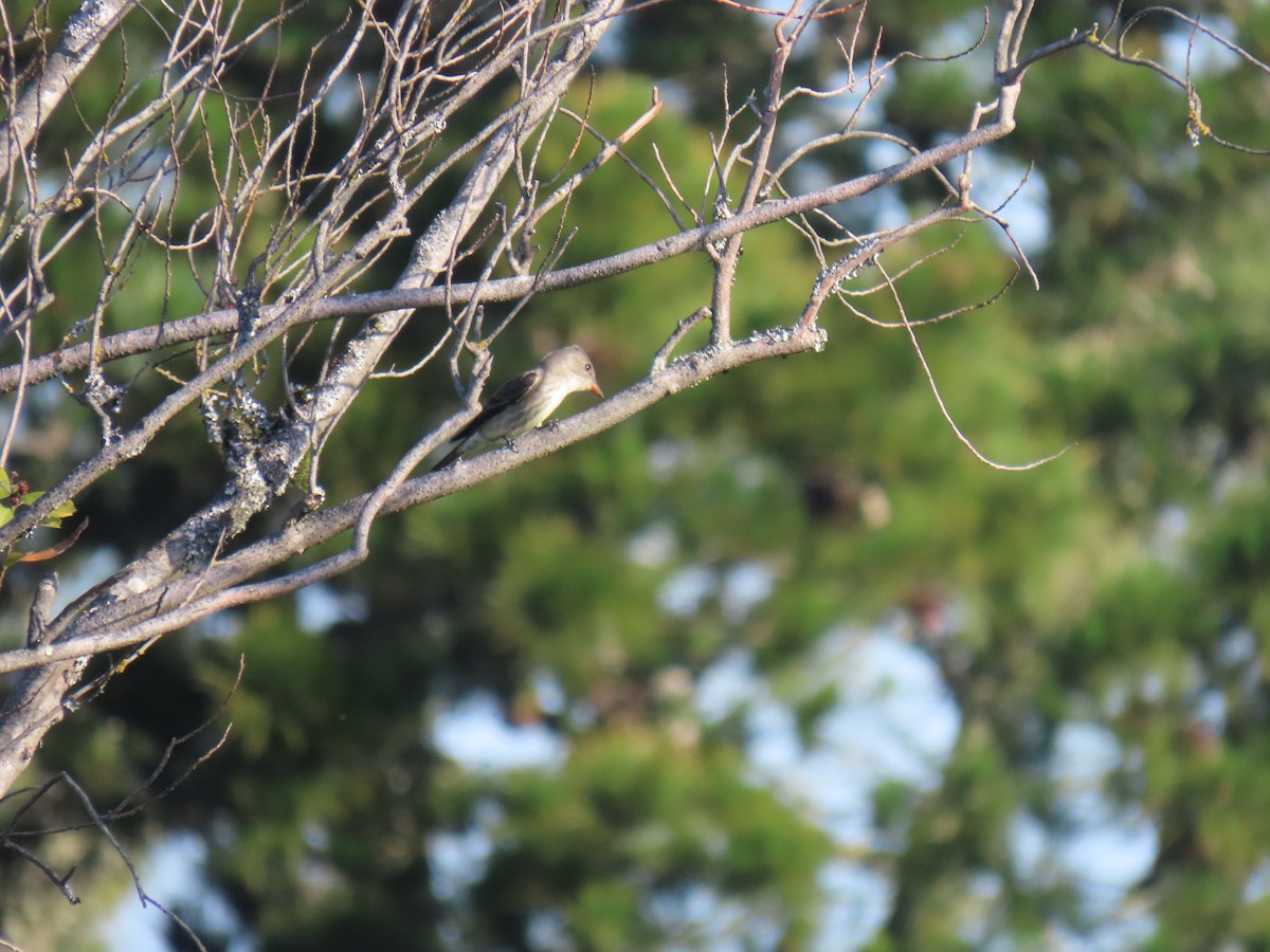 Olive-sided Flycatcher - Erica Rutherford/ John Colbert