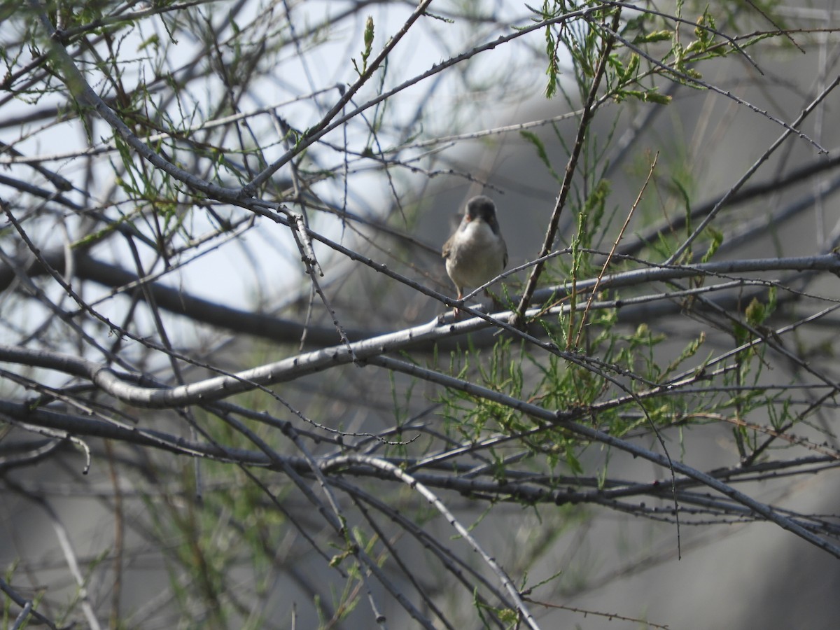 Menetries's Warbler - Mac  McCall