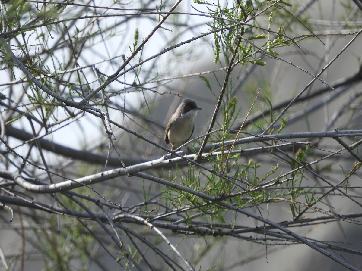 Menetries's Warbler - Mac  McCall