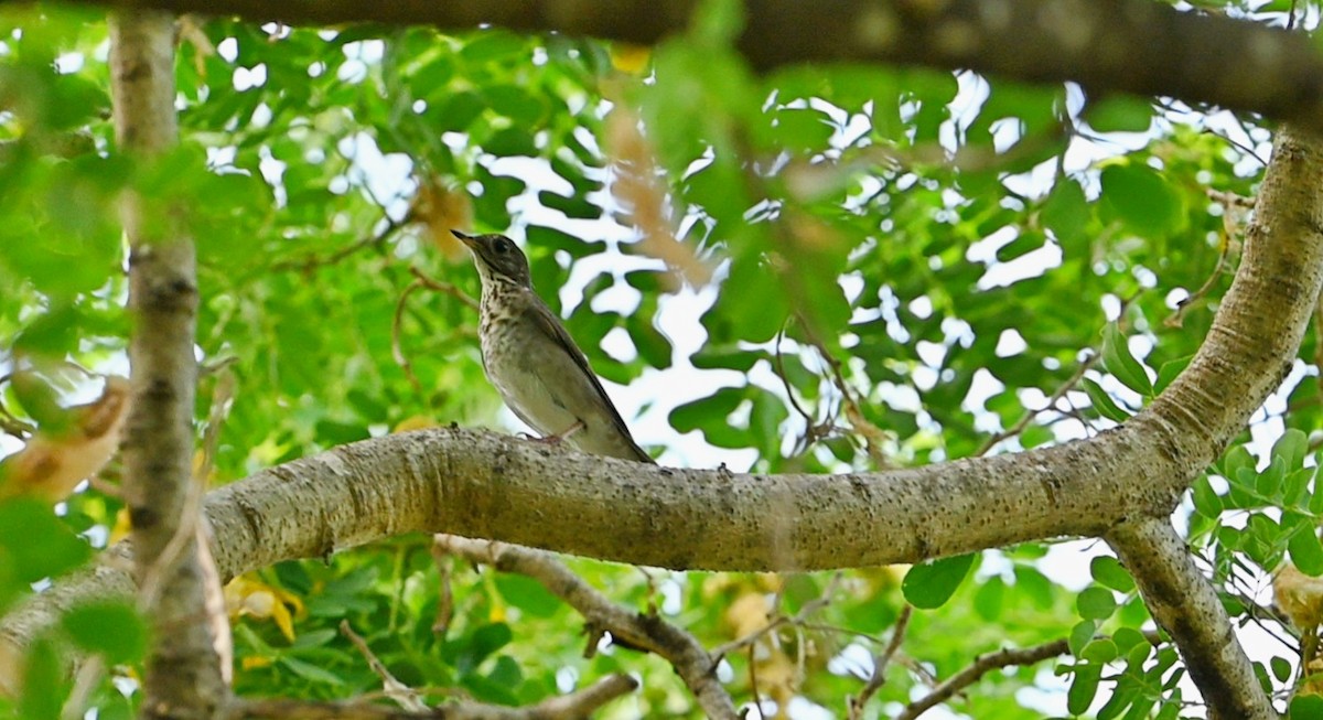 Gray-cheeked Thrush - Rolando Tomas Pasos Pérez