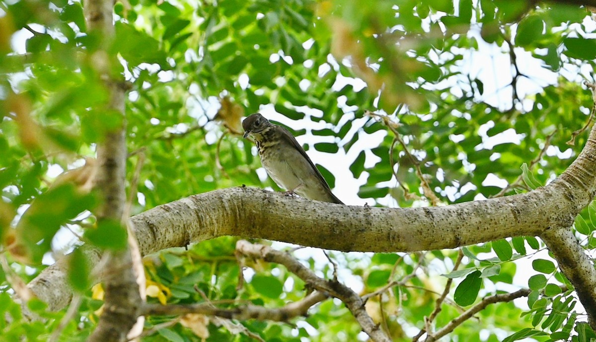 Gray-cheeked Thrush - Rolando Tomas Pasos Pérez