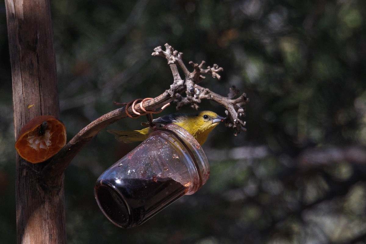 Hooded Oriole - Kenny Younger