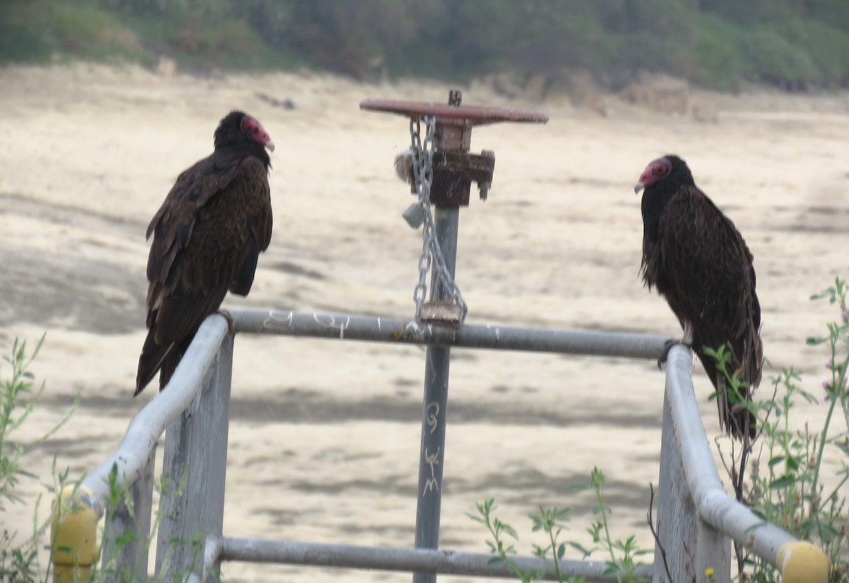 Turkey Vulture - ML619469348